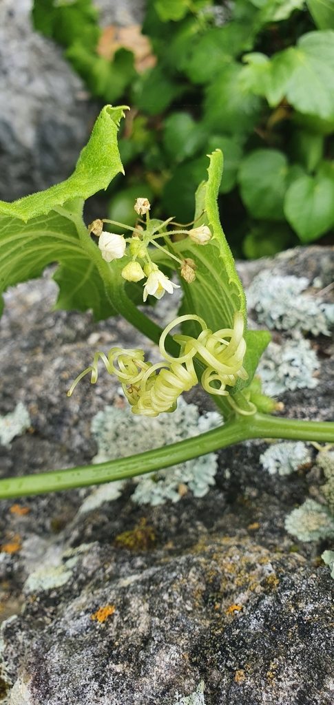 Sicyos mawhai