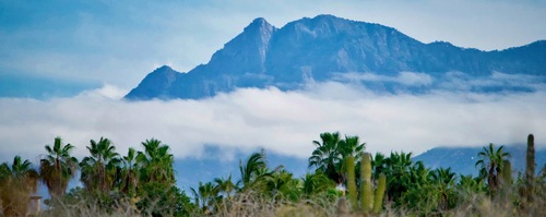 Washingtonia robusta iNat (1)
