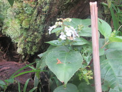 Phyllostegia grandiflora