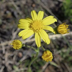 Senecio pinnatifolius alpinus
