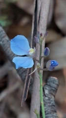 Comesperma sphaerocarpum