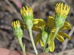 Senecio pinnatifolius alpinus