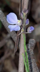 Comesperma sphaerocarpum