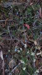 Comesperma sphaerocarpum