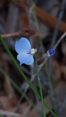 Comesperma sphaerocarpum