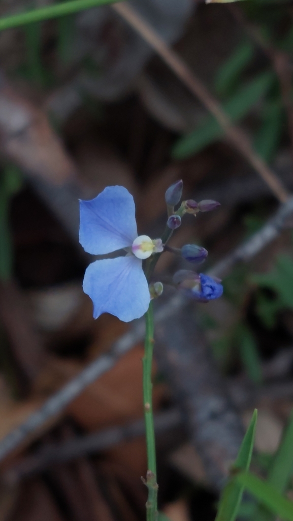 Comesperma sphaerocarpum