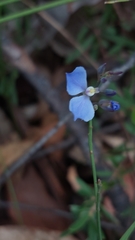 Comesperma sphaerocarpum