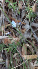 Comesperma sphaerocarpum
