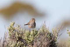 Pyrrholaemus brunneus