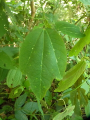 Passiflora tricuspis