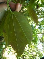 Passiflora tricuspis