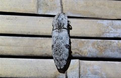 Cryptalaus prosectus