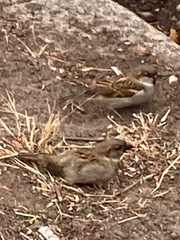 Passer domesticus
