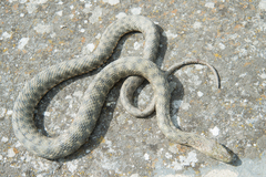 Natrix tessellata