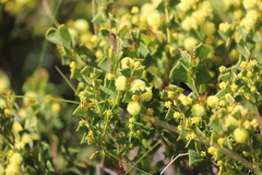 Acacia littorea