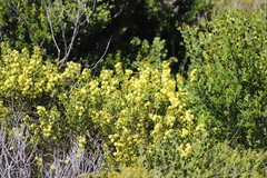 Acacia littorea