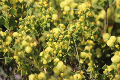 Acacia littorea