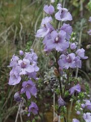 Euphrasia collina paludosa