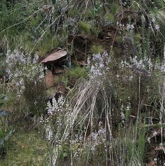 Euphrasia collina paludosa