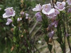 Euphrasia collina paludosa
