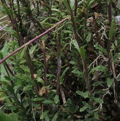 Euphrasia collina paludosa