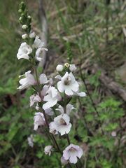 Euphrasia collina paludosa