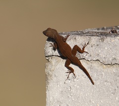 Anolis distichus