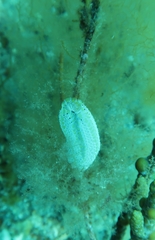 Botrylloides anceps