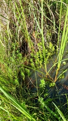 Rotala tripartita