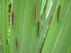 Rhadinoceraea micans