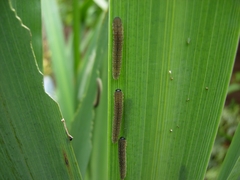 Rhadinoceraea micans