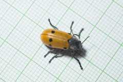Lachnaia sexpunctata