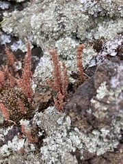 Crassula colligata colligata