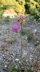 Centaurea spruneri