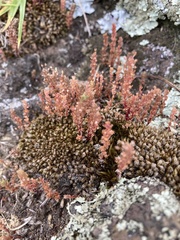 Crassula colligata colligata