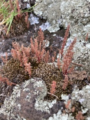 Crassula colligata colligata