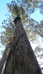 Eucalyptus diversicolor