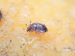 Epuraea imperialis