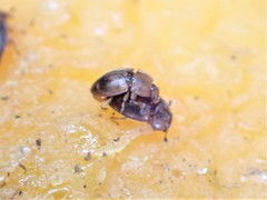 Epuraea imperialis