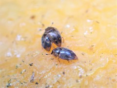 Epuraea imperialis