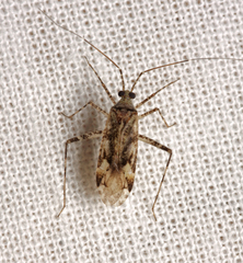 Phytocoris longipennis