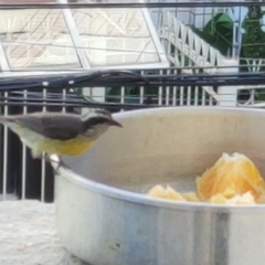 Coereba flaveola