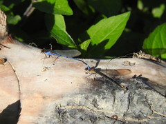 Argia oenea