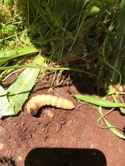 Prionus californicus