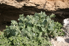 Hyoscyamus albus
