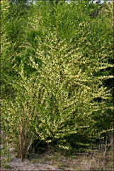 Acacia verniciflua