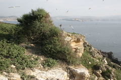 Salsola oppositifolia