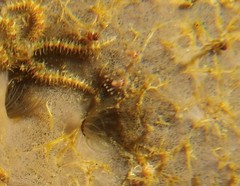 Polyorchis penicillatus