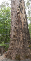 Eucalyptus diversicolor