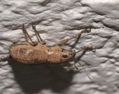 Pantomorus cervinus